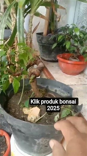 koleksi gaya bonsai terbaru