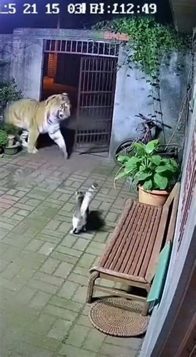 Funny moments of animals caught on camera