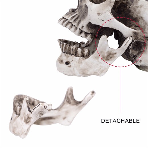 Watch Removable Life Size Replica Realistic Human Skull Head on Amazon Live