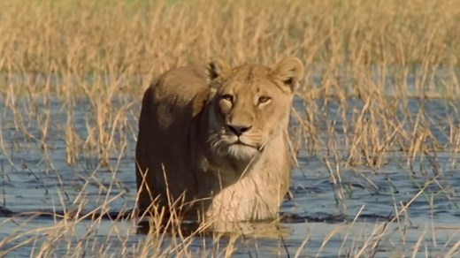 15K views · 320 reactions | Millions of years ago, Okavango Delta was a vast freshwater lake. Today, it's an extraordinary system of islands and waterways. And who reigns supreme in this remarkable realm? Lions! | Nature Bites | Facebook