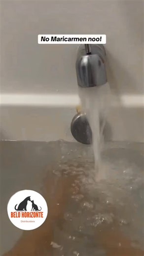 Distribuidora de alimentos balanceados on Instagram: "Seré gato no boludo no me gusta bañarme disimulo y huyó 🤣🤣🤣🤣🤣🥰🐱#belohorizontesdistribuidora #gato #gatosgraciosos🐱❤️😻 #humor #viral"