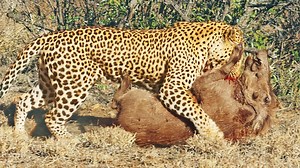 Warthog Kicks and Screams as Leopard Catches It