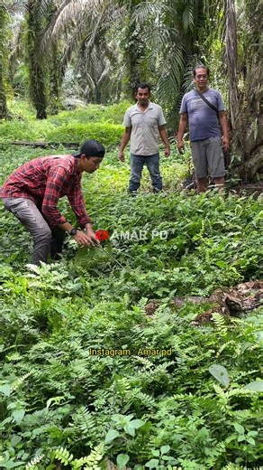 11M views · 119K reactions | serang4n u1ar python raksasa yang hamp1r memak4n manus1a | Amar pd | Facebook