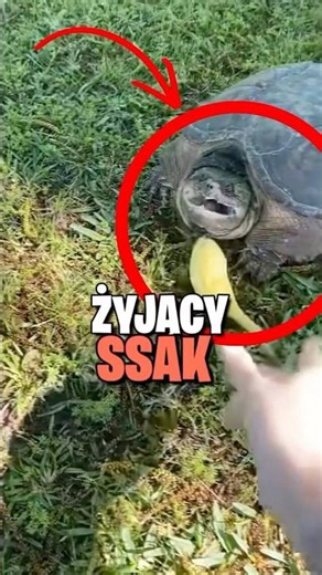 Jaki jest Najdłużej ŻYJĄCY SSAK na Świecie?!