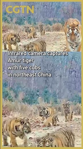 Infrared camera captures Amur tiger with five cubs in northeast China
