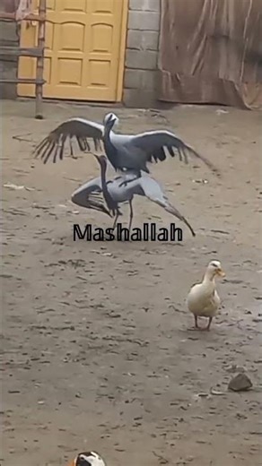 Crane birds, koonj birds, Siberian birds, Indian birds | Crane bird video, crane hunting, crane bird