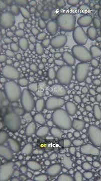 DIFFERENT TYPES OF SIZES EXPLAINED PART 1 #textilesizing#textileeducation #textiletrends