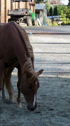 Our Farting Horse! 💨 #fart #horses #shorts