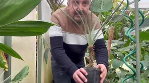 YUCCA ARBOREUX MEXICAIN (Yucca filifera) - 20 cm planta - Etsy France