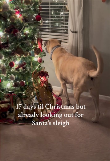 …or maybe just the millions of delivery trucks that drive by daily. — Within a few days of fostering Molly, I heard from my kind neighbor who saw Molly's story. She ordered a comfy bed for Molly, and it arrived on my doorstep a few hours later. € At first sight, Molly went right to the bed and immediately went to sleep on it. She loved her new bed. Thank you to all of Molly's friends and cheerblock in our community who have generously shown her love. Spoiler: I eventually adopted Molly! Molly, t