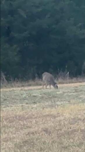 300 blackout #hunting #deer #smoked