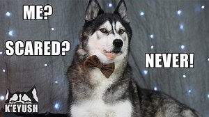 Asking Key what he's most scared of this spooky season... | Keyush the Stunt Dog