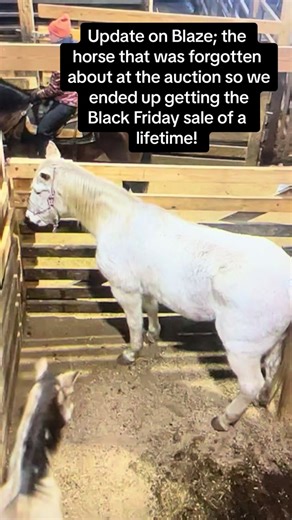 Update on Blaze; the newest member at Emmri Acres. He is indeed the sweet shy old man we saw at the sale who just needed a soft landing. Something in my gut was screaming at me that day and I knew I couldn’t leave without him. Especially hearing the only man who bid and won on him was purchasing for slaughter. He sold for $450. Thousands of people walked past his stall, read his sign, and over looked him. He is missing an eye and it is clear that he is older, but my gut was so loud on him having