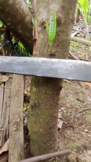 Understanding Bud Grafting Techniques