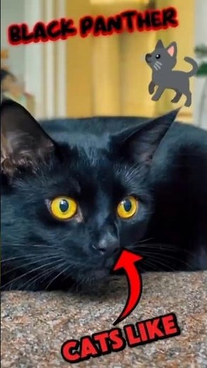 Bombay Cats Are the Coolest Mini Panthers Ever! 🖤 #cat #catbreed #shorts