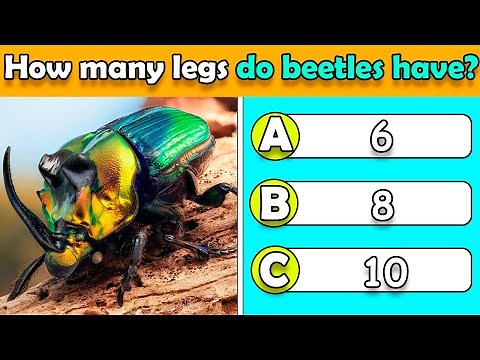 General Knowledge Quiz On Insects 🐛🐞🐜