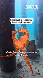 Chez les hippocampes, les rôles sont inversés ! Ce n’est pas la femelle qui porte les petits, mais le mâle. Après la parade, elle transfère ses œufs dans une poche ventrale où il les féconde et les protège. À l’intérieur, il régule l’apport en oxygène, en nutriments et même la salinité, comme un véritable placenta. Quelques semaines plus tard, le mâle met bas à des dizaines de minuscules hippocampes déjà formés. Un phénomène unique dans le règne animal, qui intrigue encore les scientifiques. | E