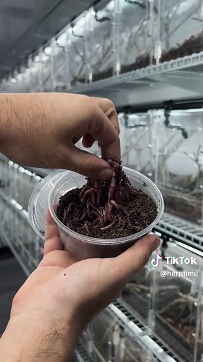 Lizard ASMR Feeding: Watch Excited Lizards Enjoy Their Meals