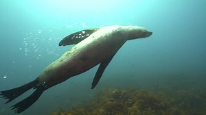 77 reactions · 12 shares | Tomorrow on Ocean Treks with Jeff Corwin, Jeff explores a protected marine area that’s home to hundreds of Australian fur seals! | Ocean Treks with Jeff Corwin | Facebook