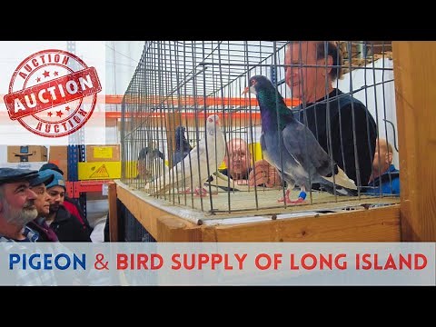 The Best [PIGEON Auction] - Long Island, NY