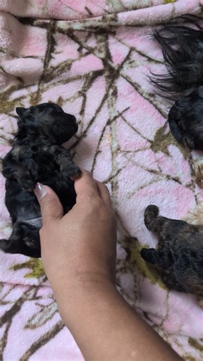 🐶✨ Winter/Radar 2-Week-Old Shihpoo Video Update✨🐶 Puppies Born: September 12, 2025 Puppy Visit Day: October 25, 2025 Puppies Go Home: November 7, 2025 Our sweet Shihpoo puppies are just 2 weeks old and growing fast! 👶🐾 They were complete naturals in front of the camera. Their eyes 👀 are beginning to open, and they're starting to scoot around and explore their little world. 🥹💕 These adorable pups are getting lots of love and care, and we’re excited to share their journey with you as they g