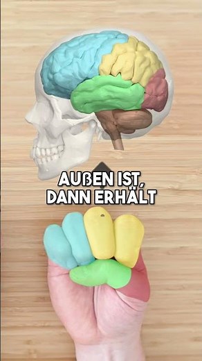 Can you remember the brain structure this way?