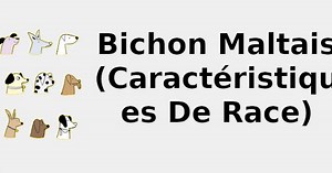 Bichon maltais (Caractéristiques de race) 🐶