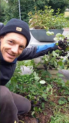 Aroniabeeren im Naturgarten – perfekte Pflanzpartnerschaft! #permakultur