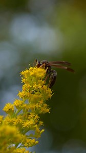 6.9K views · 77 reactions | Wasps get a bad reputation, but they’re crucial for ecosystems. Most are only defensive when threatened, and in biodiverse habitats, they peacefully coexist with bees and other pollinators. #bees #wasp #Pollinators | Bowser Bee | Facebook