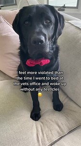 A harmless zoom call went off the rails once King Clarence entered the picture! 😅 | Jimmy & Clarence