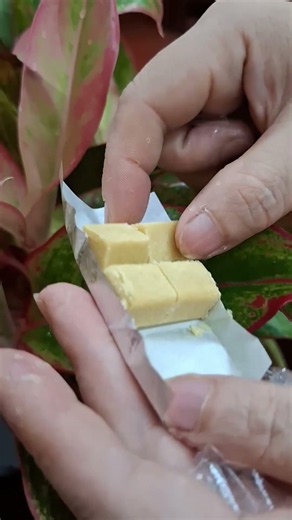 Bánh đậu xanh mẹ cho ngon lắm# #thieunhivuinhon #candy