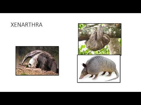 Lab #15 - Mammals lab activities walk through