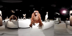 128K views · 469 reactions | We can't handle our excitement (and neither can the spy creatures!), we're less than a week away from the premiere of #SpyintheWildPBS! Look around this 360 video to see which creature has the best dance moves & tune in Wed. at 8|7c on PBS. | Nature | PBS | Facebook