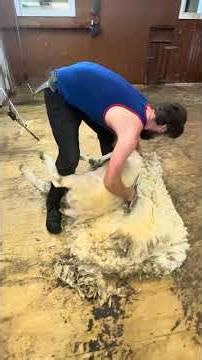 Blade shearing one of the sheep for the shearing school