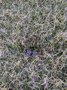 Question about treating broadleaf weeds before applying...