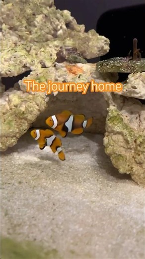 From the LFS to their new home! 🐠✨ Meet the new Perculas! #percula #aquarium