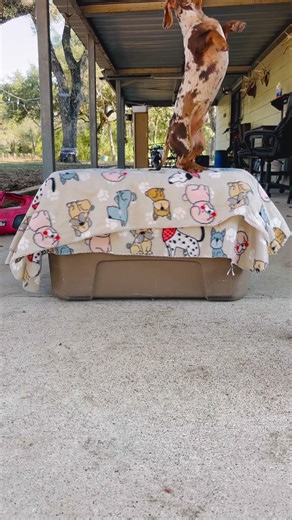 Dachshund obedience training. Sit,stay,place,up,shake,and down. Little baby learning! #dachshund