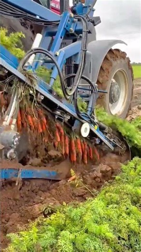 Harvesting Carrots Automatically Using Mechanical Harvesters for Professional Agriculture