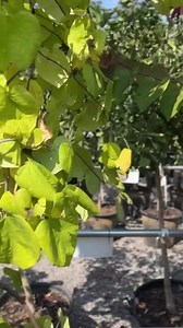 96 reactions · 13 shares | Looking for Trees? NOBODY has a better selection than The Barn Nursery! Just kick back and relax and let us take you on a tour of our HUGE tree selection! Lots of very good information! Come see us ...it's Fall Planting Time! | The Barn Nursery | Facebook