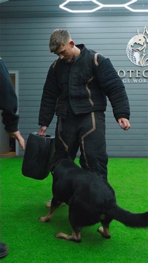 Serious Commitment To The Bite #protectiondogsworldwide