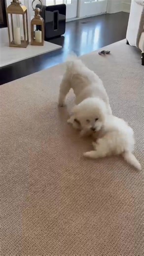 After grieving the loss of his litter sister, 10 1/2 year old Louie is finding joy again with his new baby sister Rosie aka "Itsy Bitsy" 🥰 💞 🐾 | Sugar Moon Bichons . Risin' Star K9 Academy & Puppy Boot Camp