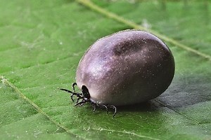 Tracking Tick-Borne Disease | Health And Medicine