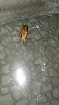 cockroach dancing #music #insects #horror #cockroach #creepy