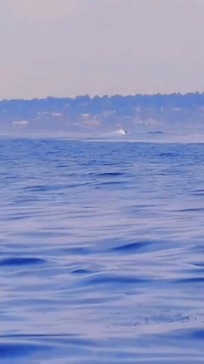 Killer Whales Attacks Dolphin 🐬🐋😱 . . #killerwhales #orcawhales #dolphin #usa #fbreelsfypシ゚ #fbreelsvideo #reelsvideo #sealife #oceanlife #orcas #fishhuntertv | FishLife world TV