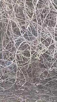 A Blue Jay bird 🐦 on top of the bushes. 🇺🇸