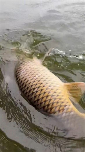 Best fishing tricks to catch big fish with easiest way to catch?!