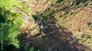 Drone view of harvester working in the forest. Stock Video