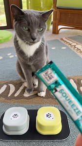 Charlotte is learning how to use the pet talking buttons. She was able to hit it with her chin. The talking button said "Time for I and love and you meowma". "I and love and you" is her food brand and she gets her creamy treats for modeling and which she loves 🥰 #catsoffacebook #catsofinstagram #talkingpetbutton | purrfectinfluencer