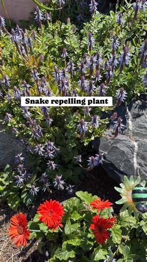 The Lobster Bush (Plectranthus neochilus) is believed to repel snakes due to its strong, unpleasant aromatic smell. #gardening #australia #fblifestyle | Growwithnith