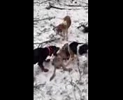 3K views · 230 reactions | I sent this pup to my friend in Canada when he was three months old. He hunted him the first day he arrived in Canada and had him on 2 coyote kills that day. My friend calls him Jed and he's now close to a year old. My friend says- The big fella got 3 today. He caught 2, he's really good. I'll take another pup when you have one available. | Hester's Black & Tan Hounds | Facebook